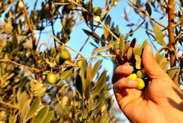 محافظ سلفيت يدعو المزارعين الى الالتزام بالموعد المحدد لقطف الزيتون